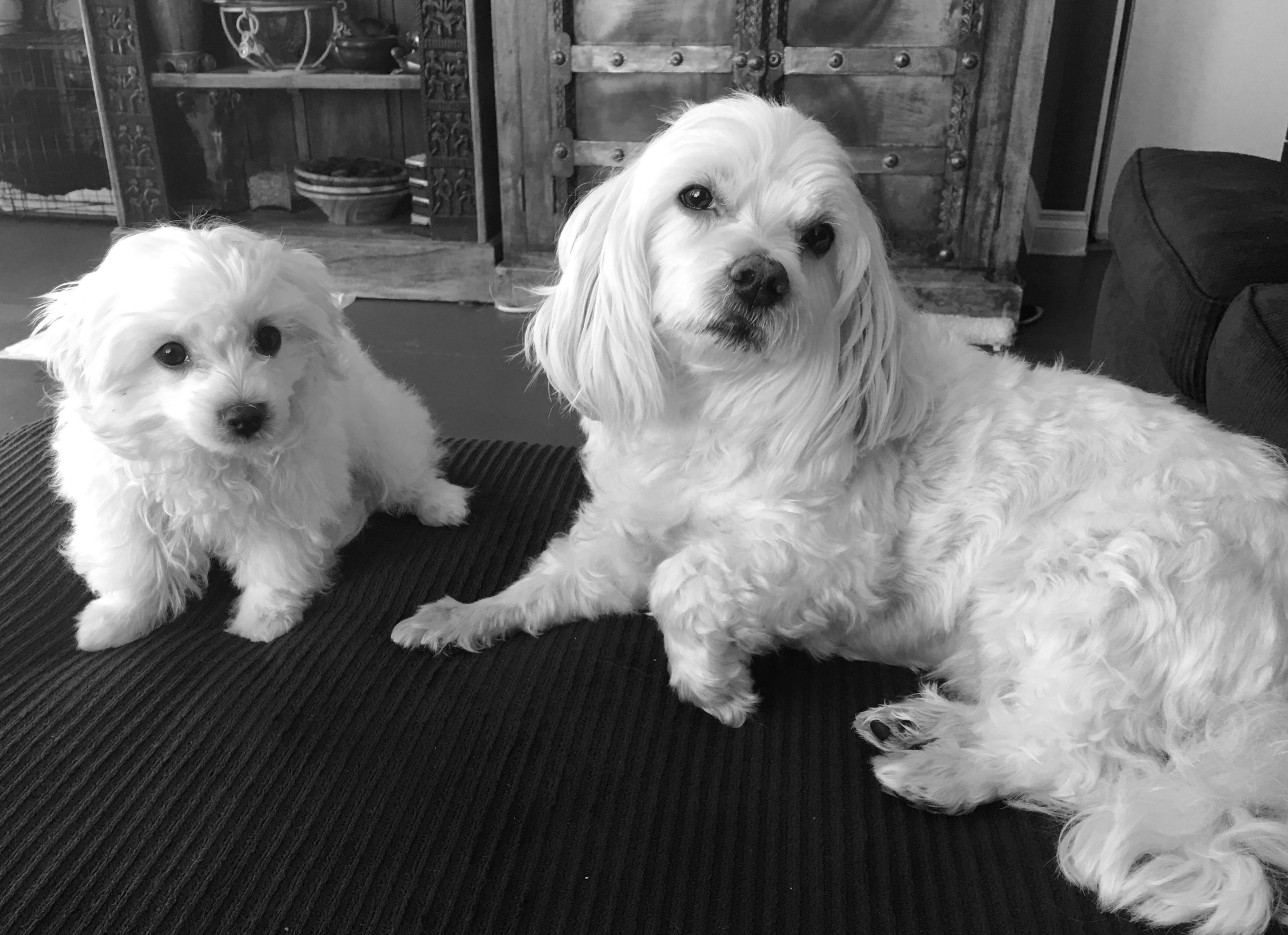 Leo the Coton de Tulear meeting puppy Valentino for the first time