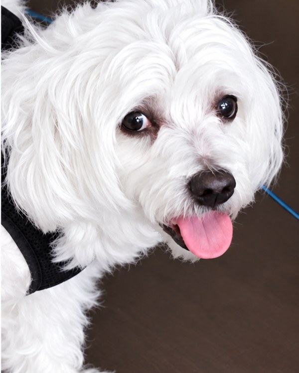 Leo the Coton de Tulear smiling with his tongue out