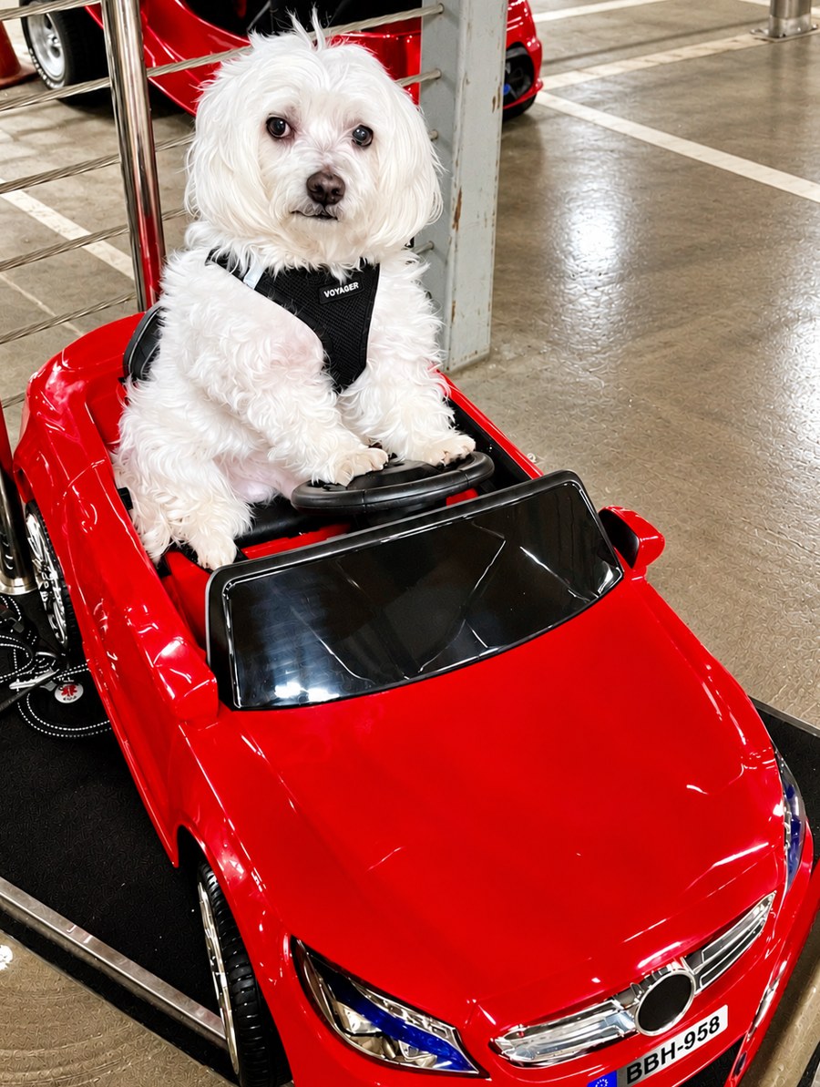 Leo the Coton de Tulear driving a little red toy car
