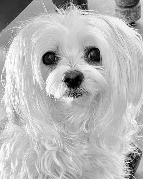 Princess the Maltese looking up in a black and white portrait