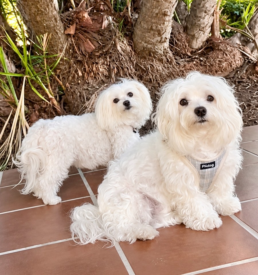 Princess the Maltese and Valentino the Cotonese sitting under palm trees on terracotta tiles