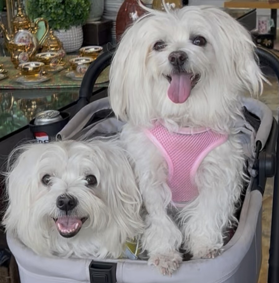 Princess and Valentino smiling together in their pet stroller