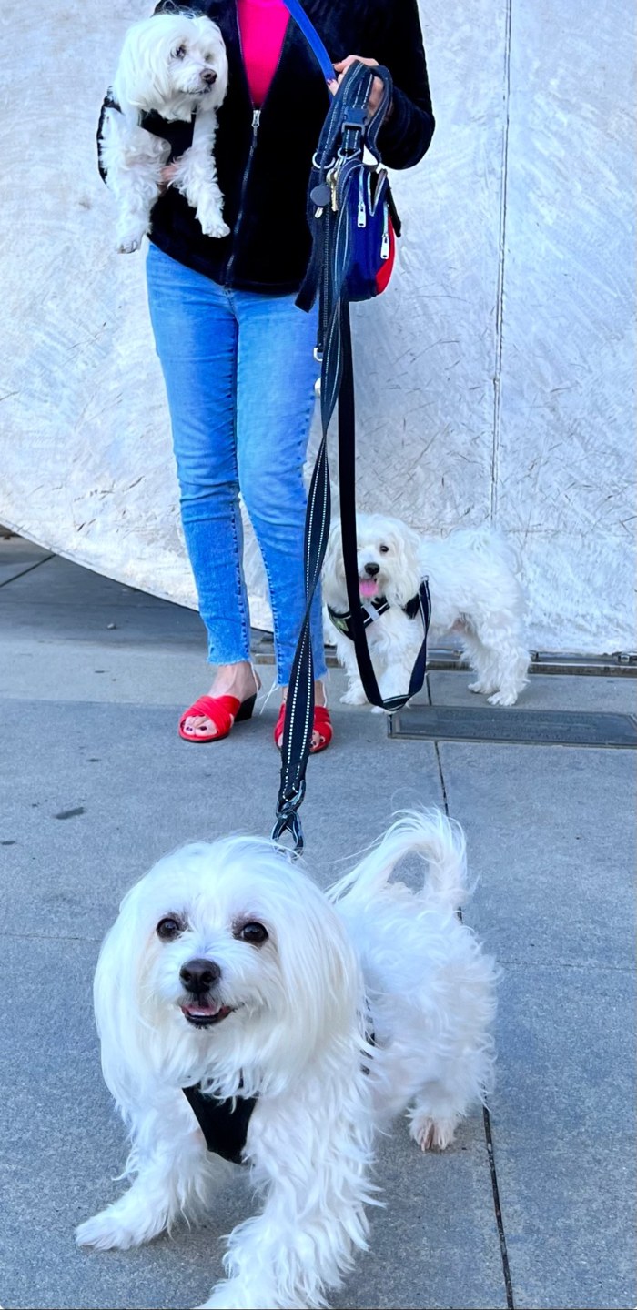 Sofia Cook walking her three fluffy white dogs